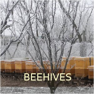 beehives